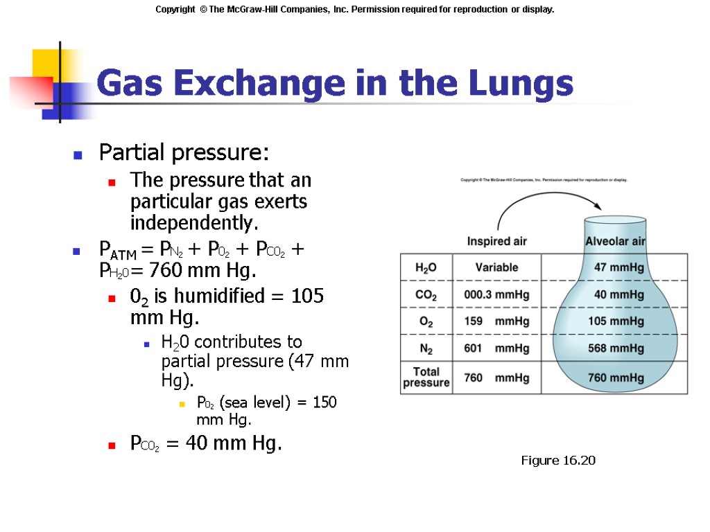 Gas Exchange in the Lungs Partial pressure: The pressure that an particular gas exerts